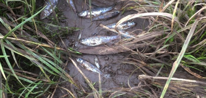 Dead fish in field after river flooding