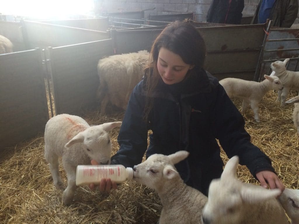 Bottle feeding lambs