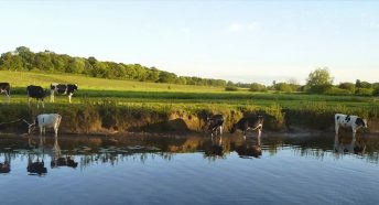 Cattle drinking from the river