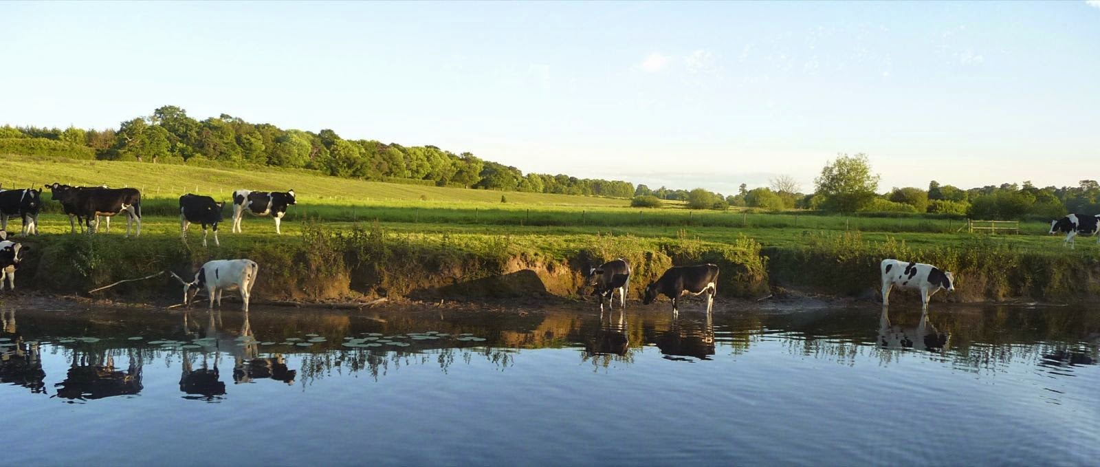 Cattle drinking from the river