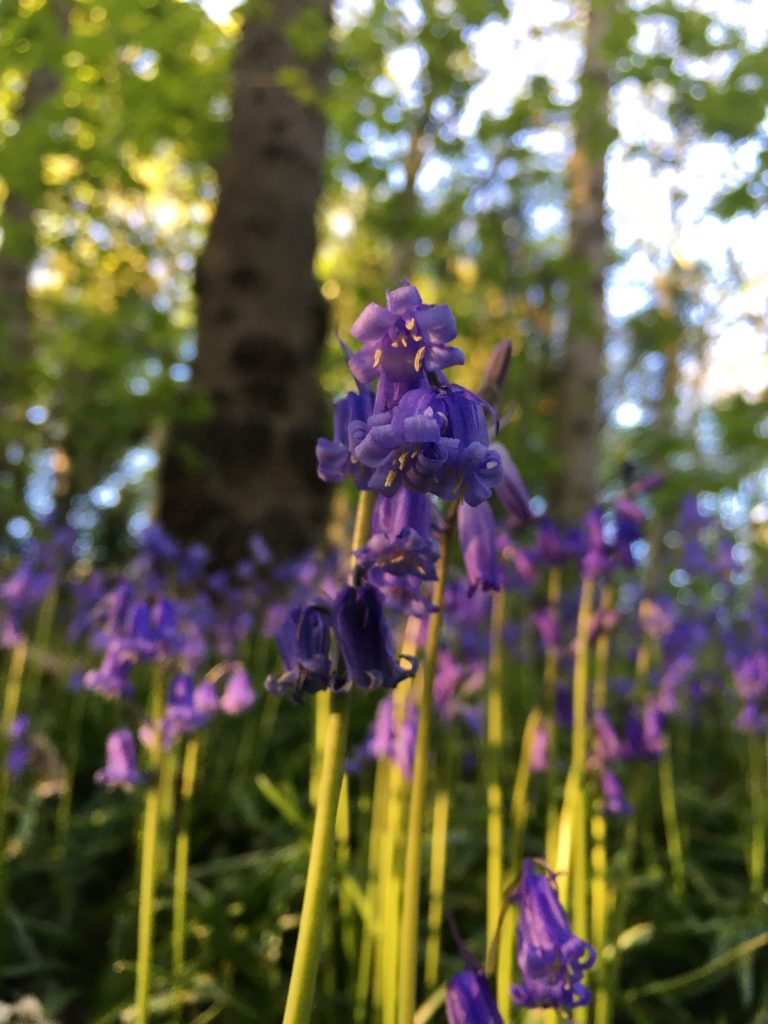 Bluebells closeup