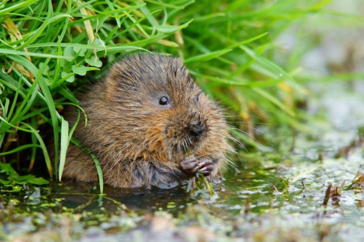 Water vole - Peter Trimming, via Creative Commons Water vole - Peter Trimming