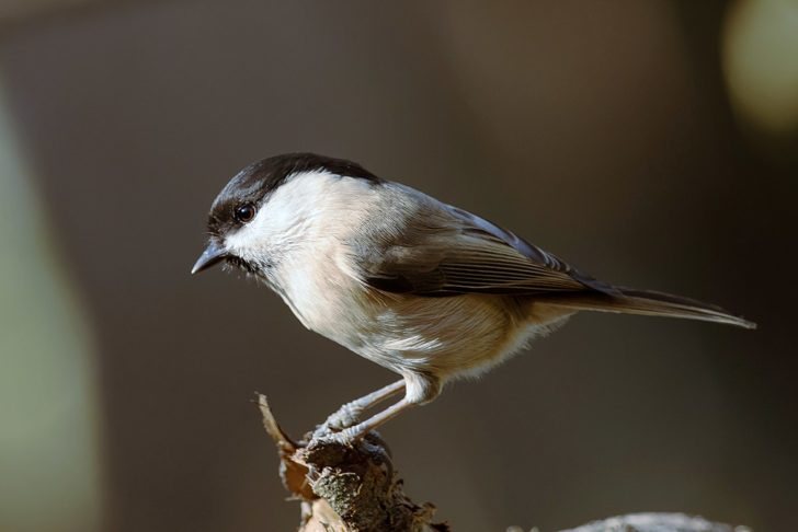 Willow tit