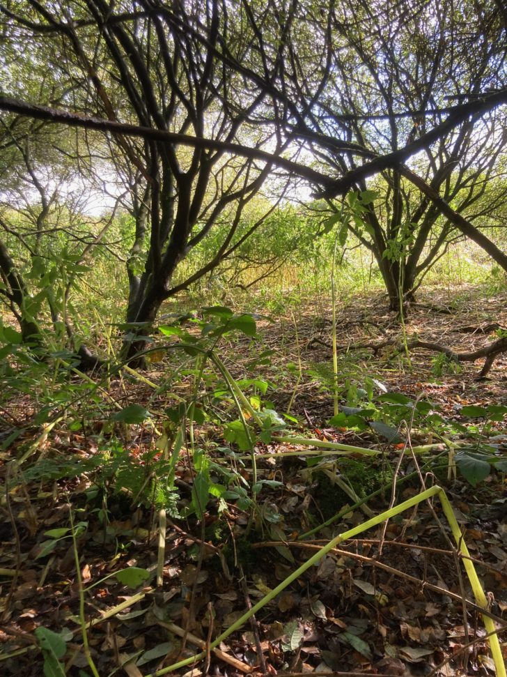 Himalayan balsam dominates the understory in a neighbouring reserve