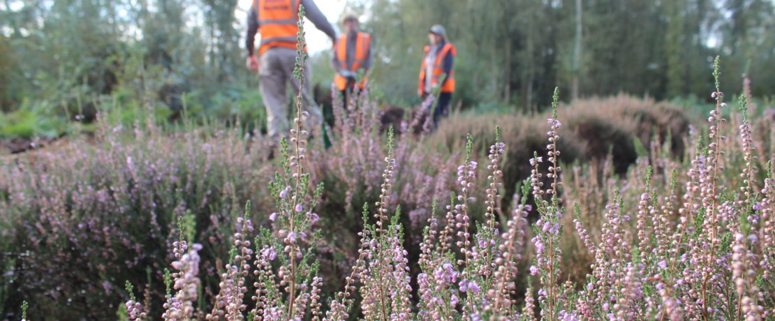 Volunteers at Birch Moss Covert