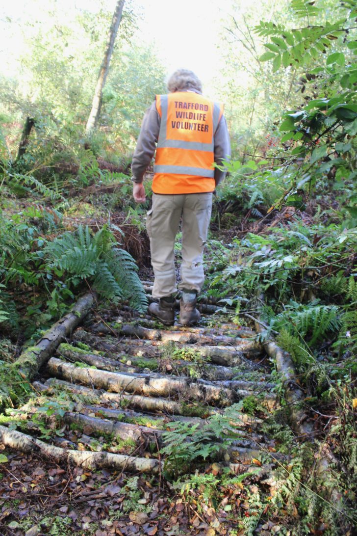 Volunteer walking over corduroy bridge constructed from birch logs