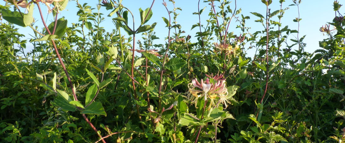 Honeysuckle in hawthorn hedge
