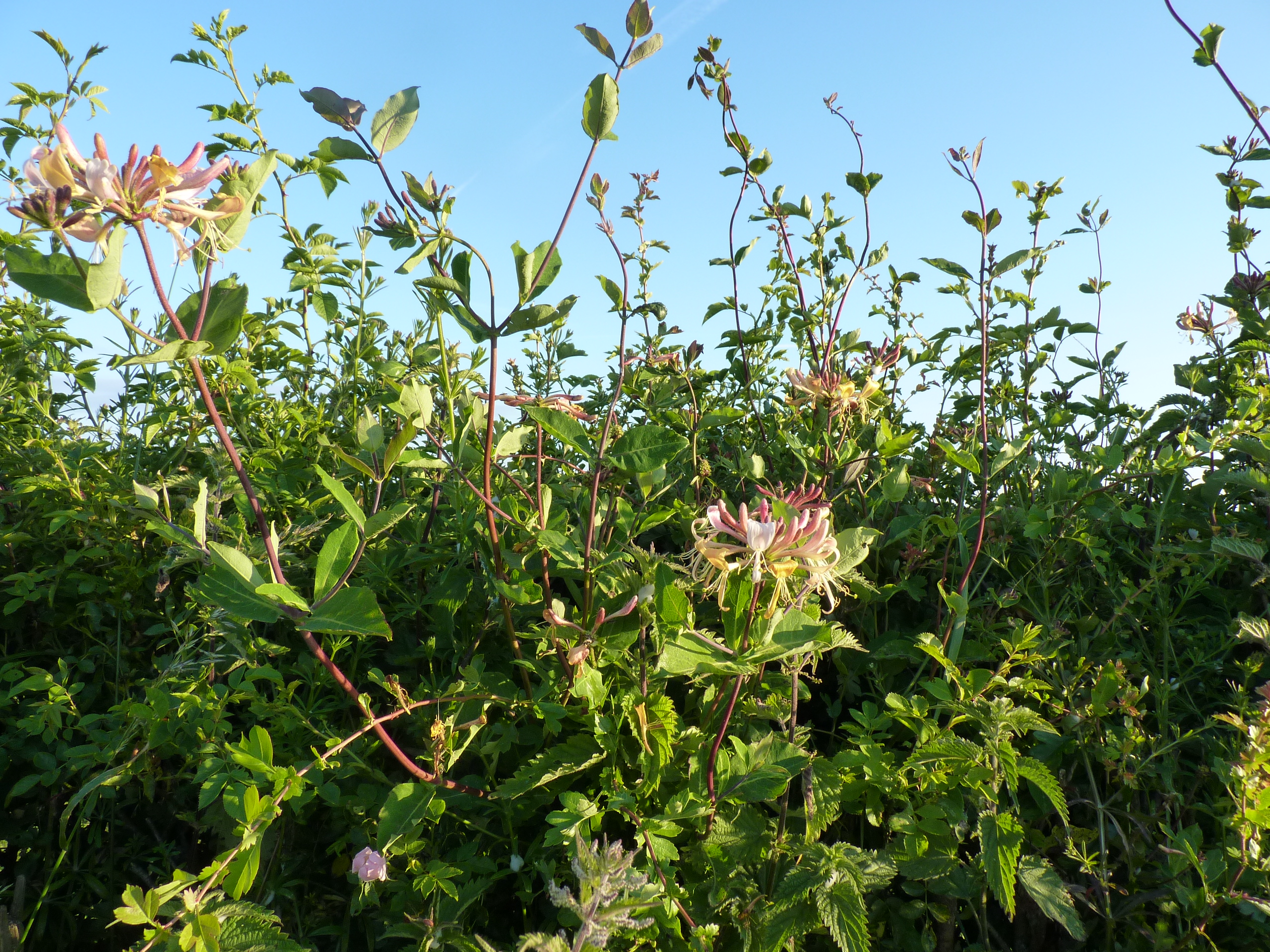 Honeysuckle in hawthorn hedge