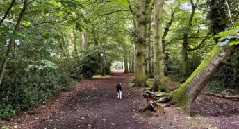 border collie in deciduous woodland near to Knutsford