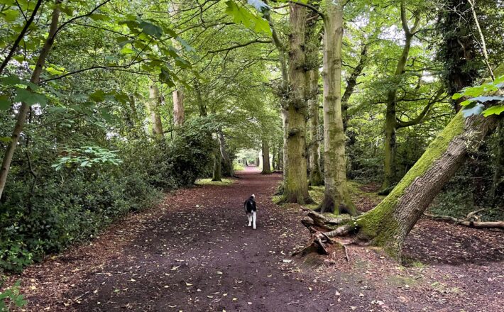 border collie in deciduous woodland near to Knutsford