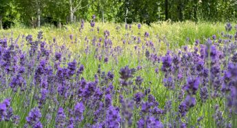 Meadow with woodland behind