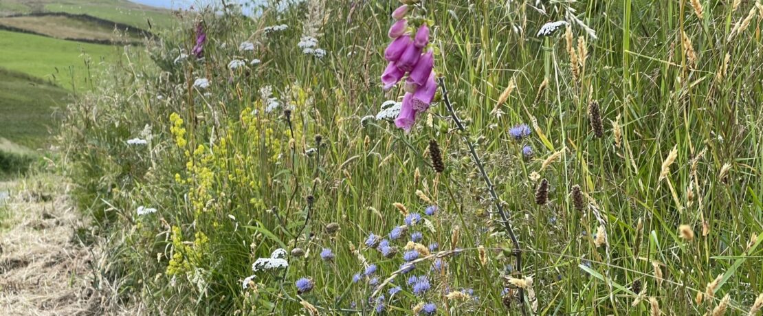 wild flowers including scabious, foxglove, yarrow and grasses