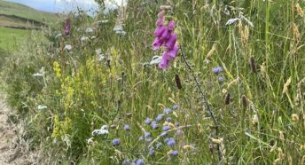 wild flowers including scabious, foxglove, yarrow and grasses