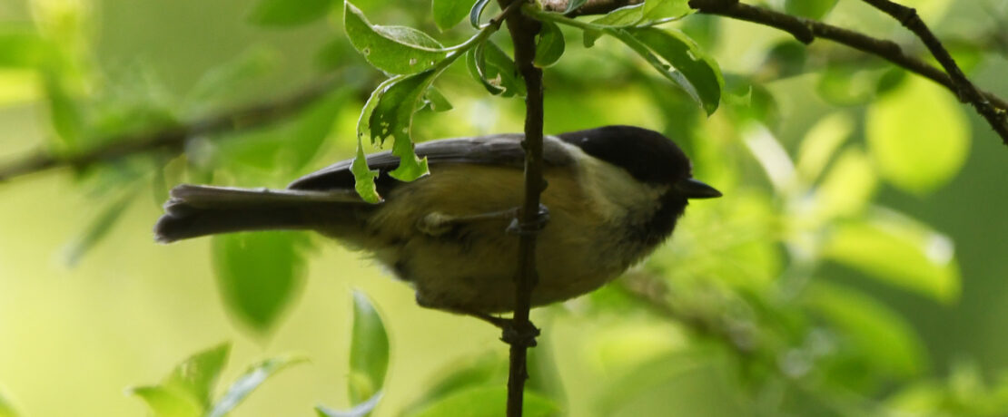 Willow tit on branch at Danes Moss