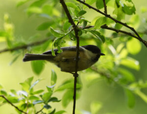Willow tit on branch at Danes Moss