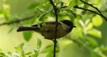 Willow tit on branch at Danes Moss