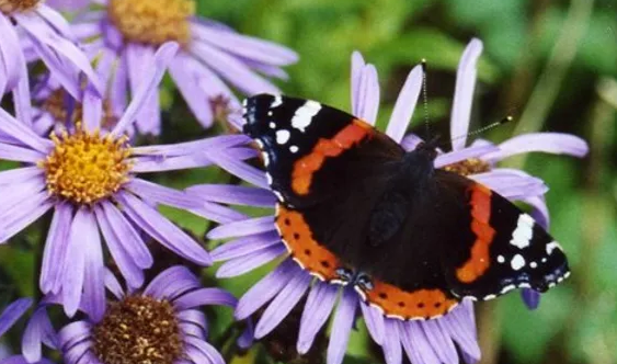 Red Admiral butterfly on Michaelmas daisies