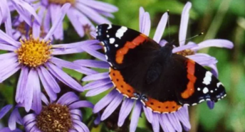 Red Admiral butterfly on Michaelmas daisies