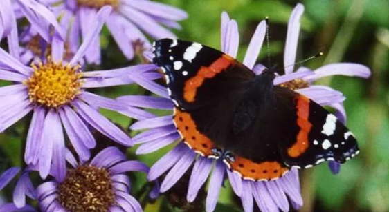 Red Admiral butterfly on Michaelmas daisies