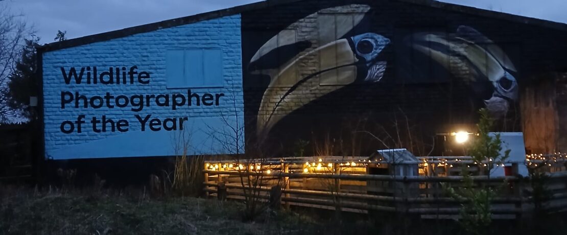 a mural on what was the old ape house, titled 'Wildlife Photographer Of The Year' next to a painting of a toucan. The text is on the left, black writing on a sky blue background. In front of the building is a hedge and some fairy lights.