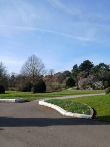 A garden of two raised beds and a tree in the sun