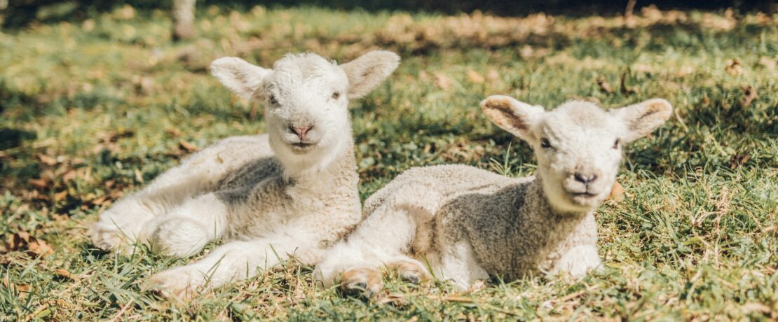 Two lambs lying in a field