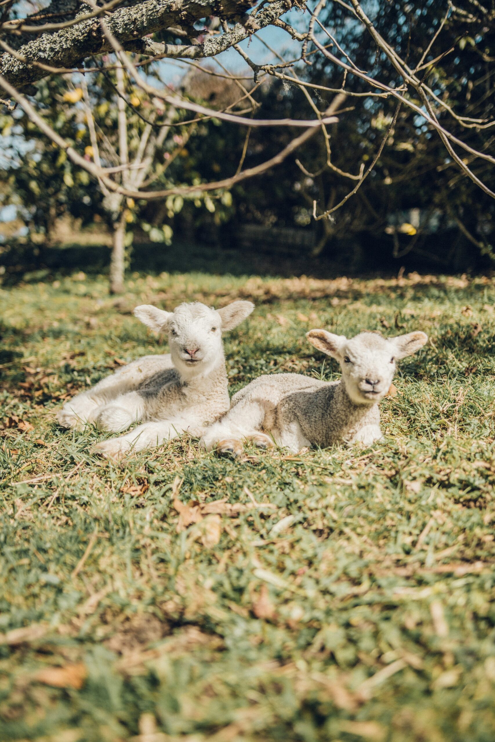 Two lambs lying in a field