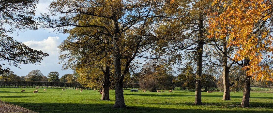 Mature trees and farmland in Adlington