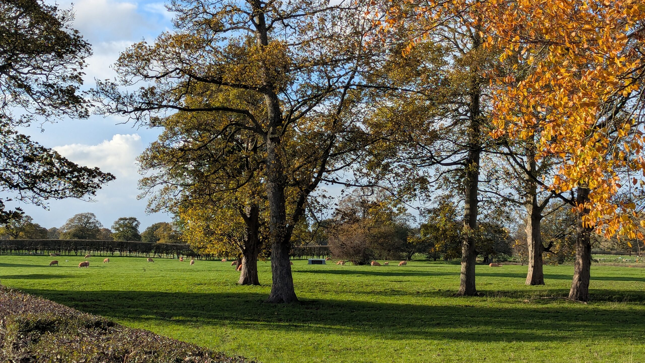 Mature trees and farmland in Adlington