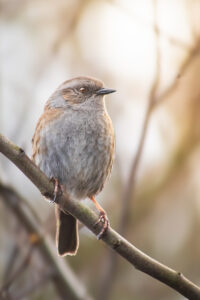 ‘Oliver has taken a beautifully crisp image, with the shallow depth of the field throwing the background into soft focus. I particularly liked the gorgeous soft light and great composition, with the strong diagonal of the branch adding interest’ – Howard Barlow